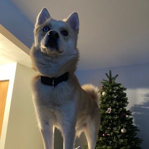 Meet your Posher, Allyson